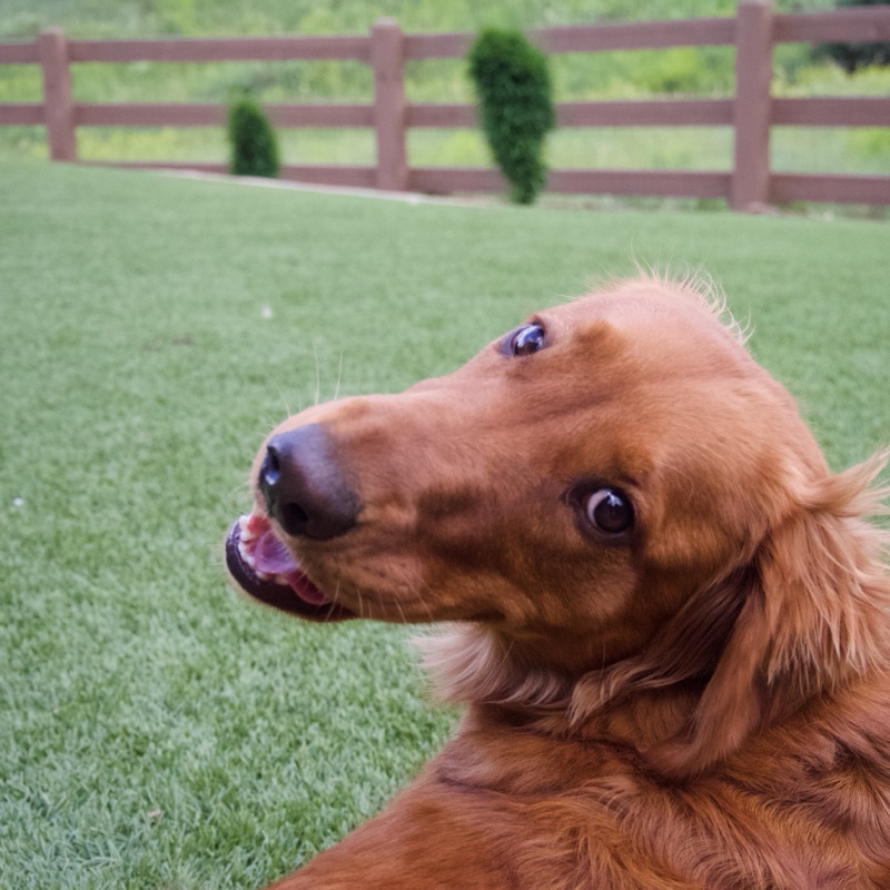 Penny, UpLoft's therapy dog in training